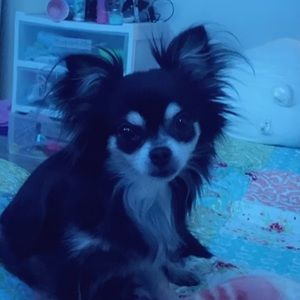 Meet your Posher, Monica